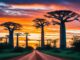 Avenue of the Baobabs