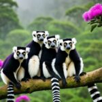 lemuren, madagaskar